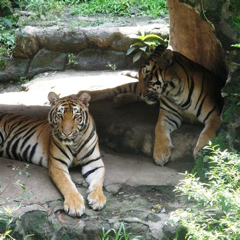 animals in manila zoo